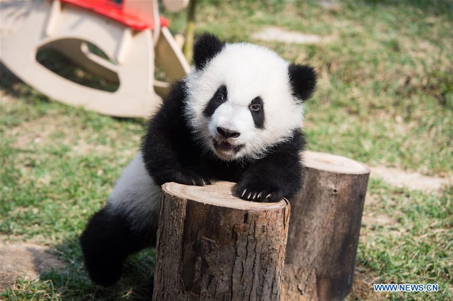 Macao's twin panda cubs celebrate Chinese Lunar New Year (1/6)