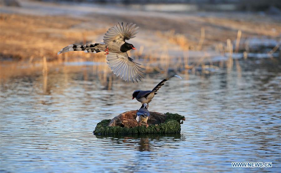 Birds frolic at Olympic Forest Park in Beijing (1/3)