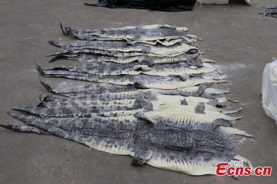 Police crack smuggled crocodile skin case in Guangxi(1/9)