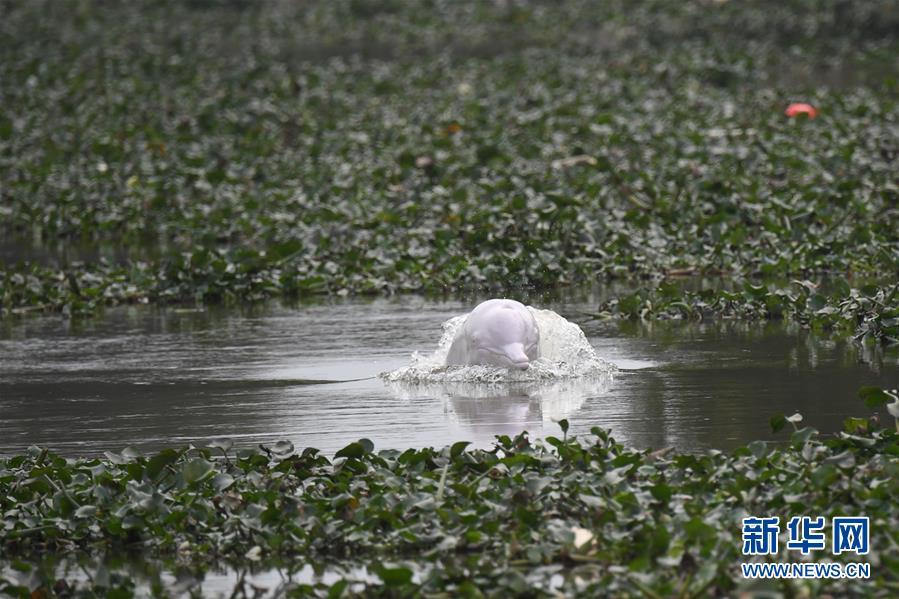 Experts try to rescue lost white dolphin in south China(1/5)