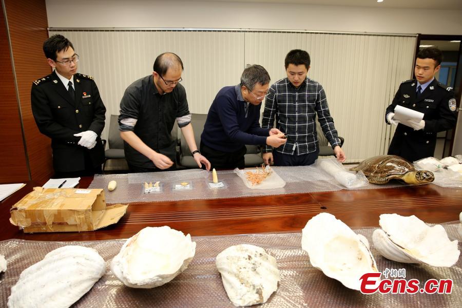 Whale's tusk among items seized by customs in Dalian(1/4)