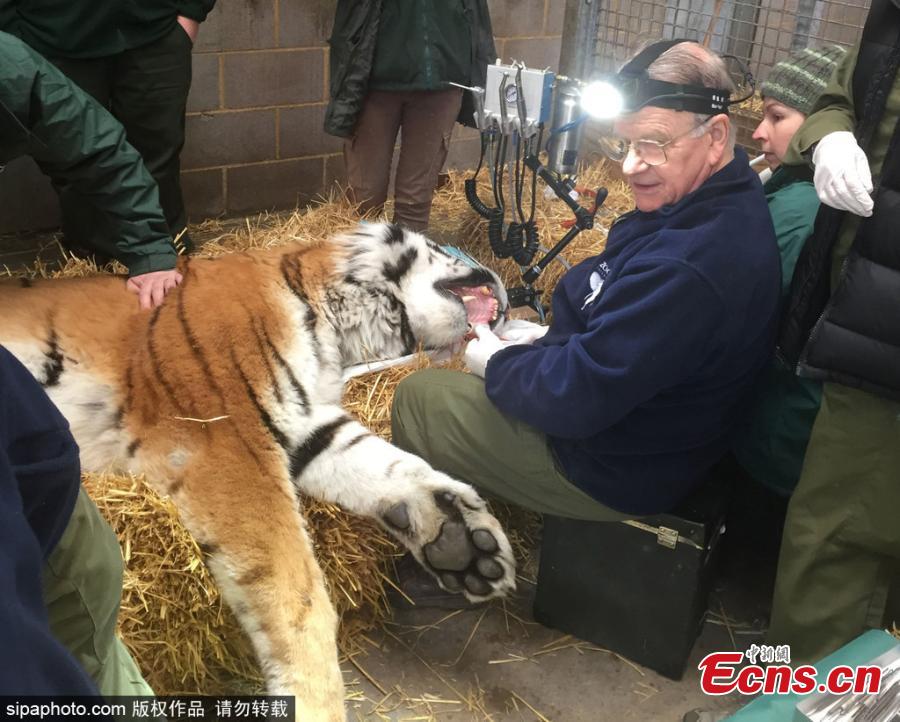 Brave dentist works on a tiger after tooth got infected(1/3)