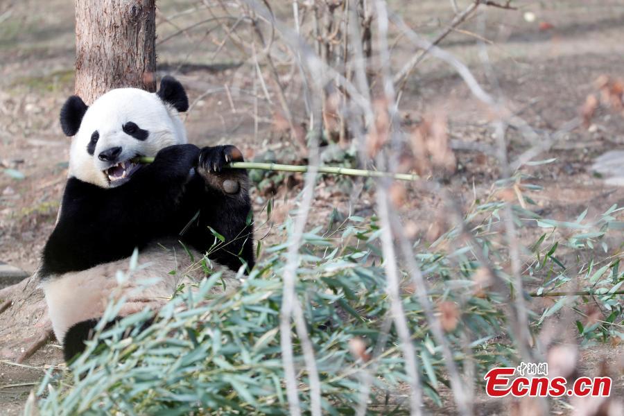 Giant panda Bao Bao will leave Washington’s National Zoo(1/3)