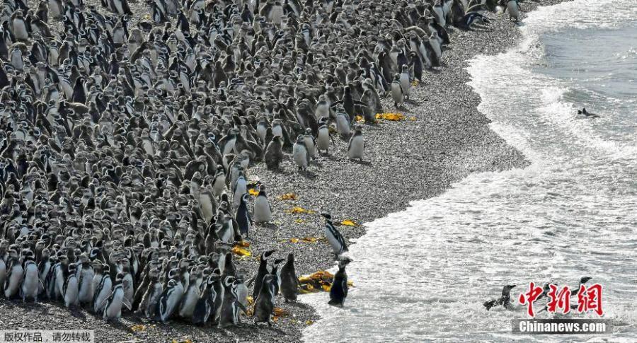 Abundant fish draw one million penguins to Argentine peninsula(1/4)