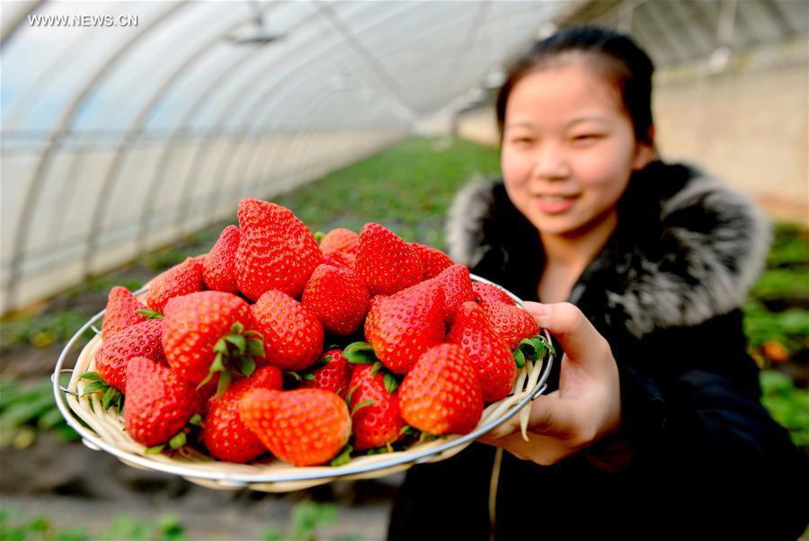 Ecofarms established to boost economy in north China's villages (1/4)