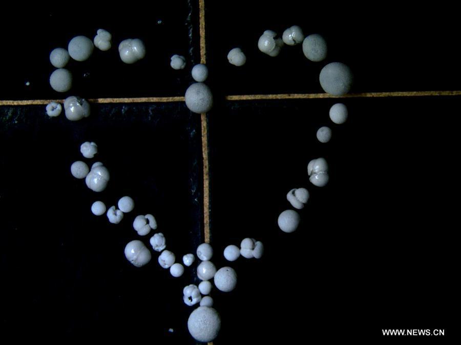 Foraminifera samples obtained in IODP expedition to South China Sea(1/10)