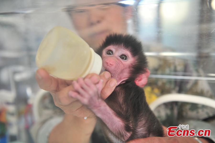 Abandoned baby baboon well cared for at zoo(1/6)