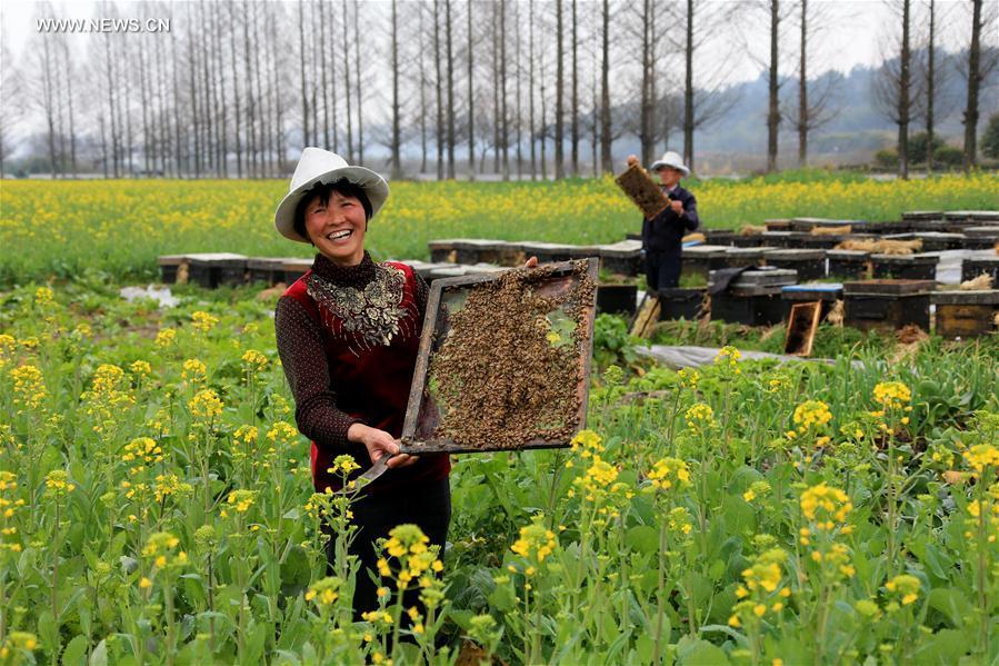 Bee-keepers harvest swarm of bees in blooming rapeseed flowers in E China (1/2)