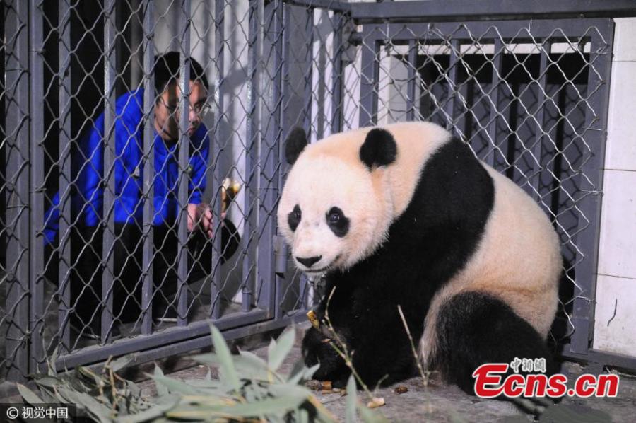 U.S.-born panda Bao Bao arrives in Sichuan (1/8)