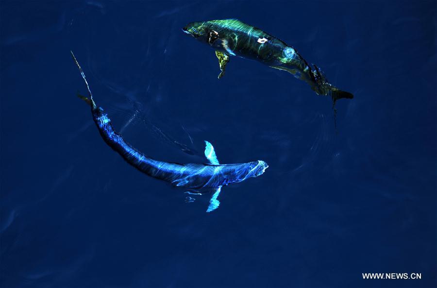 Dolphinfishes photographed aboard U.S. drilling ship in expedition to South China Sea (1/10)