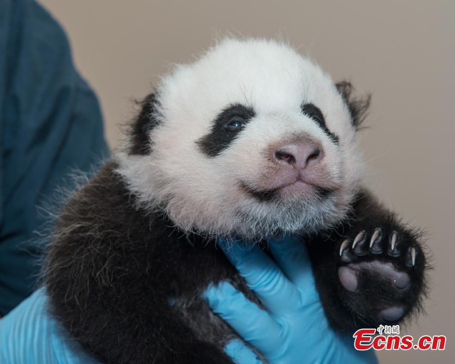 Record of panda Bao Bao's growth(1/9)