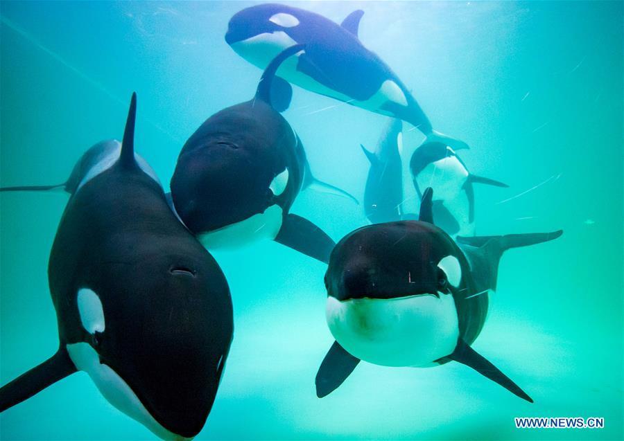 China's first killer whale breeding base put into operation in Guandong (1/5)
