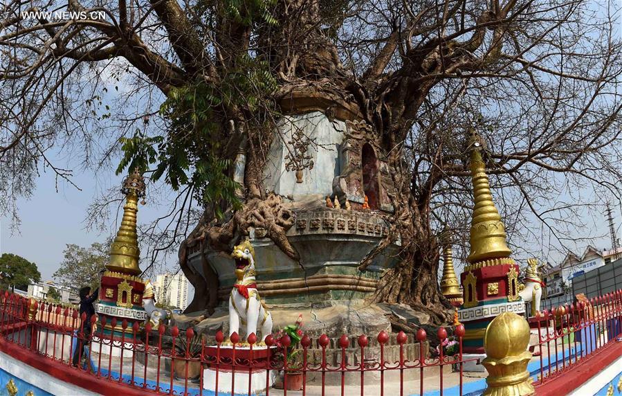 Pagoda entwined with banyan tree in SW China's Yunnan (1/5)