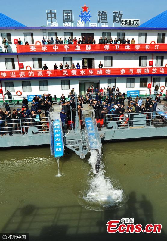 Artificially-bred Chinese sturgeons are released into the Yangtze River in Wuhan City, capital of Central China\'s Hubei Province, March 2, 2017. For the first time, Wuhan set free more than 1,000 Chinese sturgeons in the river, with the biggest measuring 1.2 meters long and weighing 100 kilograms. The release will help boost fish stocks in the Yangtze, China\'s longest river. A species 140 million years old, the Chinese sturgeon is the oldest kind of fish in the Yangtze and one of the oldest vertebrates in the world. Nicknamed \