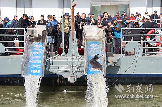 Artificially-bred Chinese sturgeons are released into the Yangtze River in Wuhan City, capital of Central China\'s Hubei Province, March 2, 2017. For the first time, Wuhan set free more than 1,000 Chinese sturgeons in the river, with the biggest measuring 1.2 meters long and weighing 100 kilograms. The release will help boost fish stocks in the Yangtze, China\'s longest river. A species 140 million years old, the Chinese sturgeon is the oldest kind of fish in the Yangtze and one of the oldest vertebrates in the world. Nicknamed \