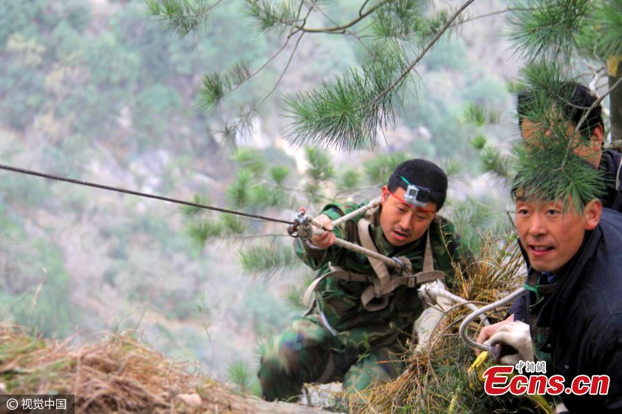 Risky search on cliff for costly medical herbs (1/4)