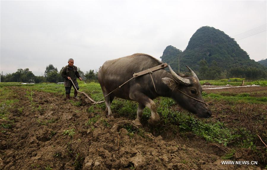 Farmers busy with farm work on day of 'Jingzhe'(1/6)
