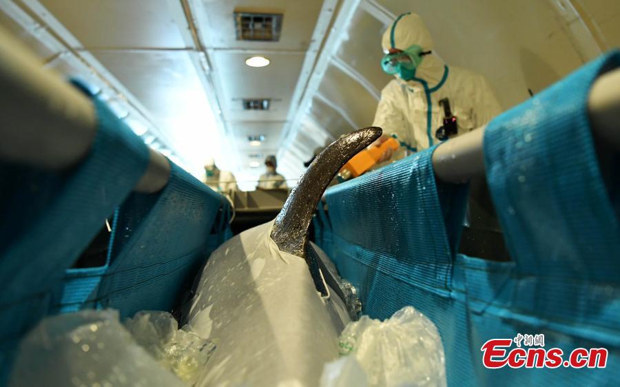 Dolphins move to new home via flight(1/4)