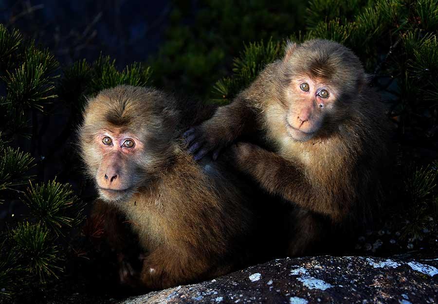 Stump-tailed monkeys charm Mount Huangshan visitors (1/4)