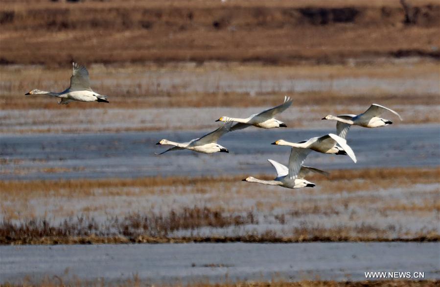 Swans, wild ducks seen at wetland of Yanghe Reservoir(1/5)