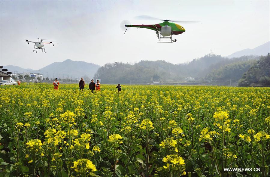 Drones spray agricultural chemicals for rape blossoms in E China (1/2)