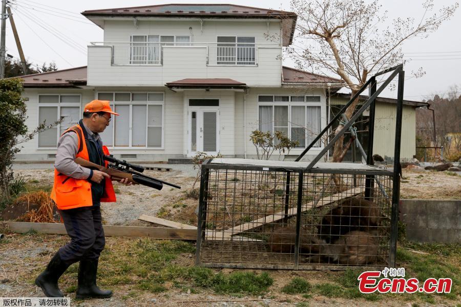 Fukushima culls radioactive boars to clear way for returning residents(1/10)