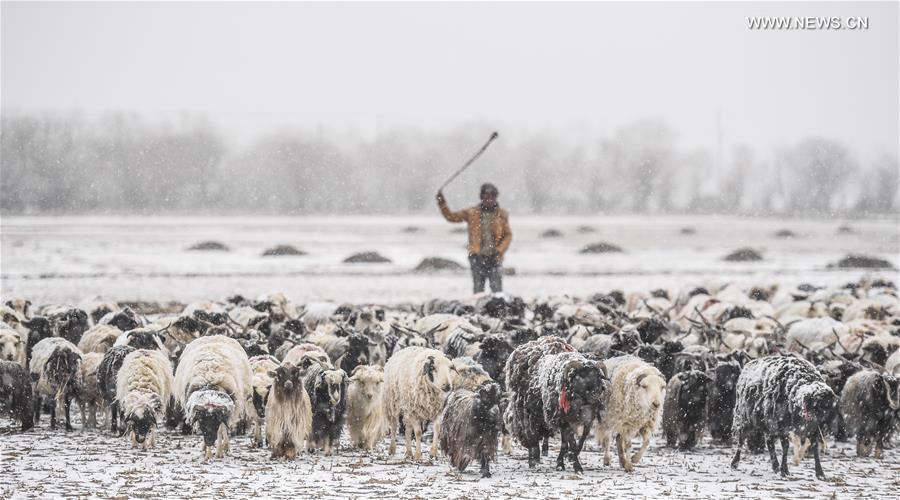 Heavy snowfall hits parts of Tibet(1/2)