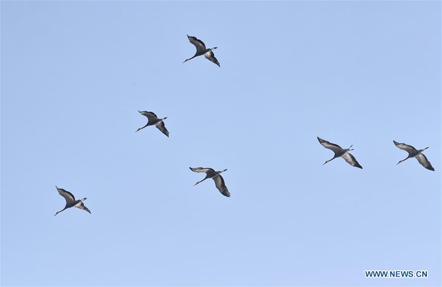 Migratory birds fly over wetland in suburban Beijing(1/10)