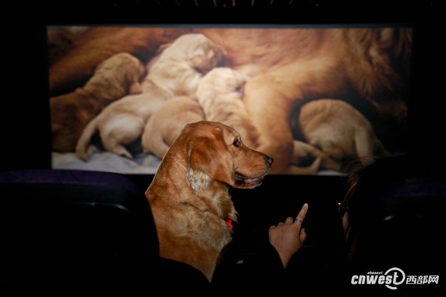 Pet owners watch movie with 50 dogs in tow(1/10)