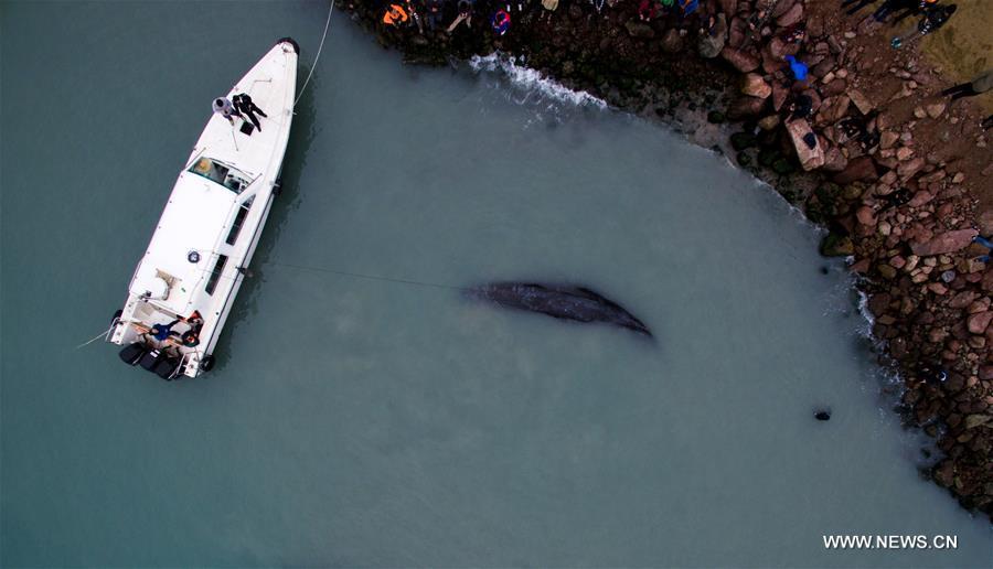 Rescue work under way for stranded sperm whale near S China's dock(1/9)