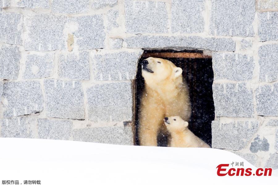 New polar bear cub in Finland emerges from den(1/4)