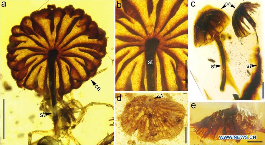 Scientists find earliest intact mushroom fossils(1/7)