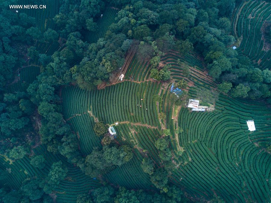 West Lake Longjing tea leaves harvested ahead of Qingming Festival(1/7)