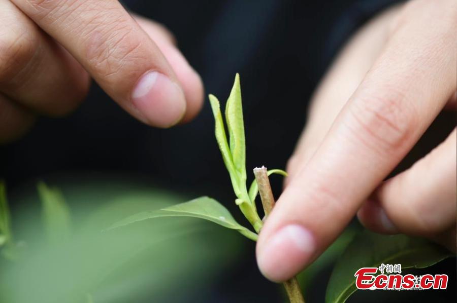 Tea picked before Tomb Sweeping Day sells at $2,900 per kg(1/7)