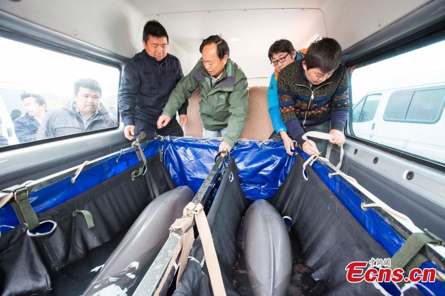 Rare Yangtze porpoises relocated for protection(1/7)