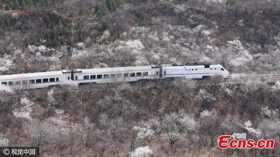 The journey through Great Wall blossoms(1/4)