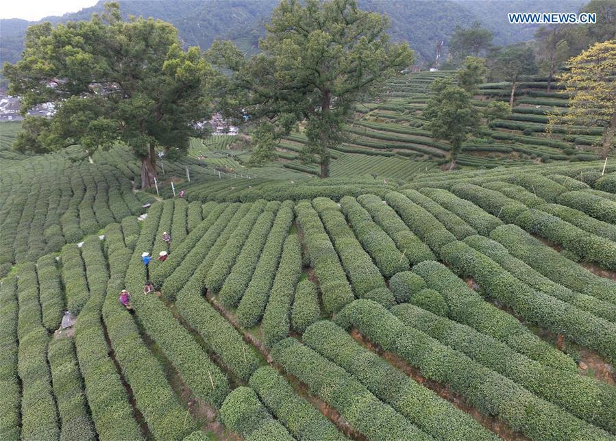 West Lake Longjing tea enters picking season(1/7)