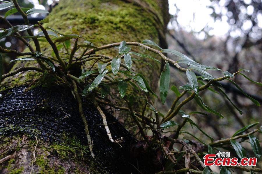 Rare medicinal herb cultivated on Jiangxi mountain (1/10)