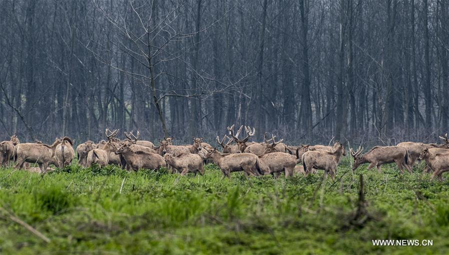Nature reserve sees number of elks increase to 1,000 in China's Hubei(1/3)