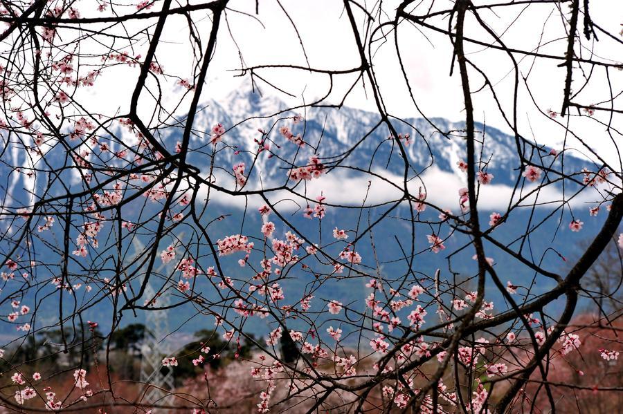 Peach blossoms pictured in front of snow mountain in Tibet(1/4)