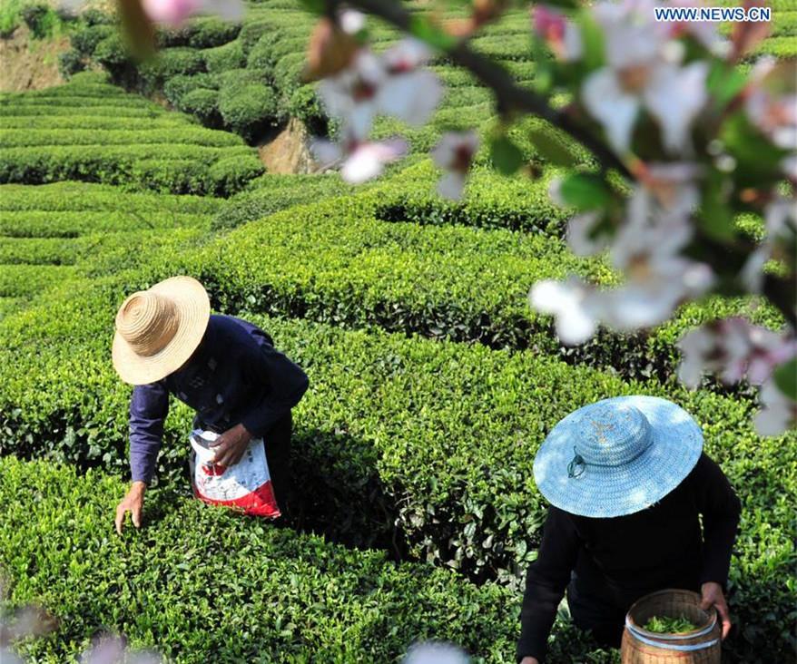 Farmers across China harvest tea leaves before Qingming Festival(1/7)