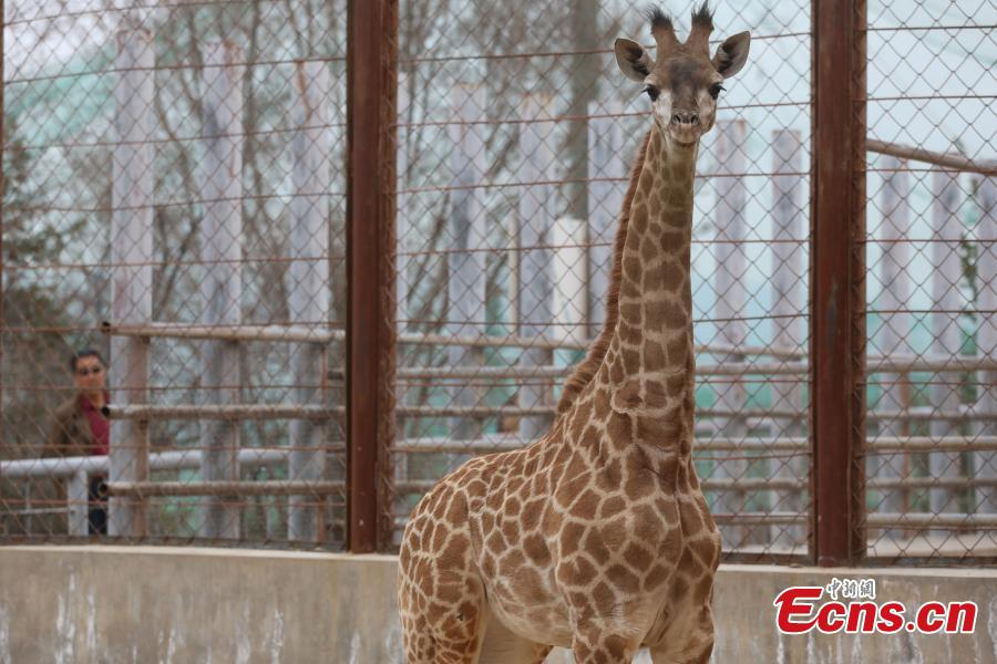 Qinghai-Tibet Plateau zoo breeds giraffe(1/3)