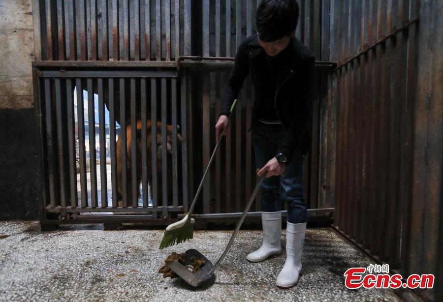 Ocean park invites volunteers to care for polar bear(1/3)