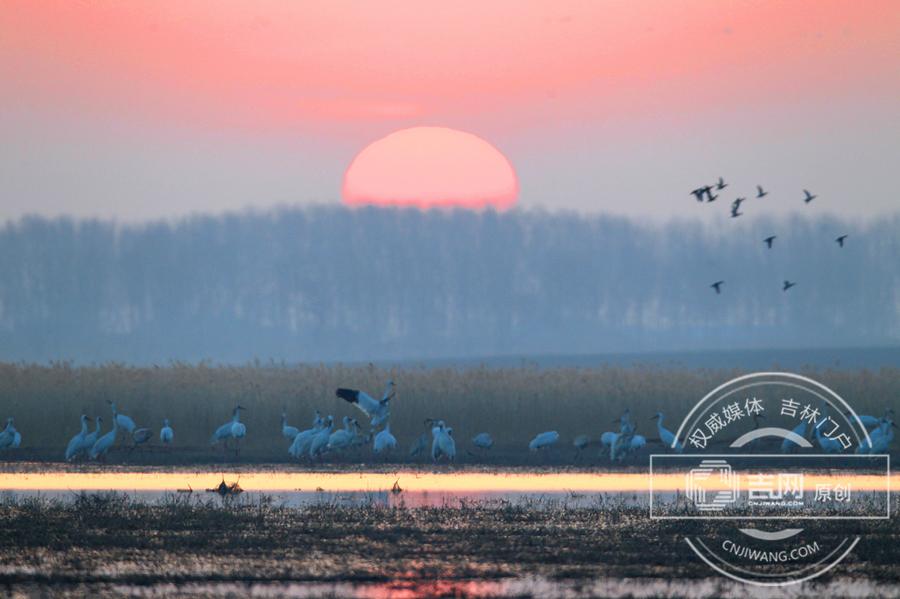 Migratory Siberian cranes stop at northeastern nature reserve(1/7)