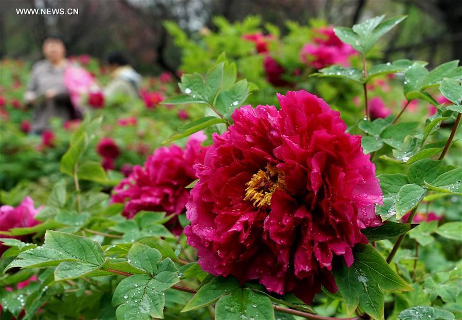 Peonies come into flourishing term in Luoyang(1/8)