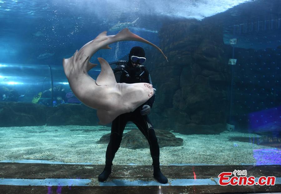 Aquarium keeper enjoys dancing with shark(1/8)