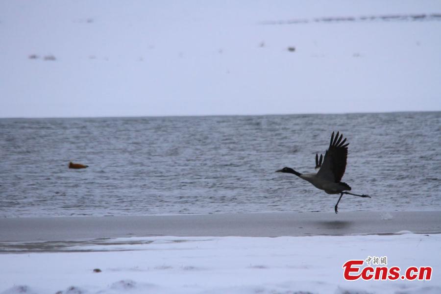 Black-necked crane spotted in Hexi Corridor (1/5)