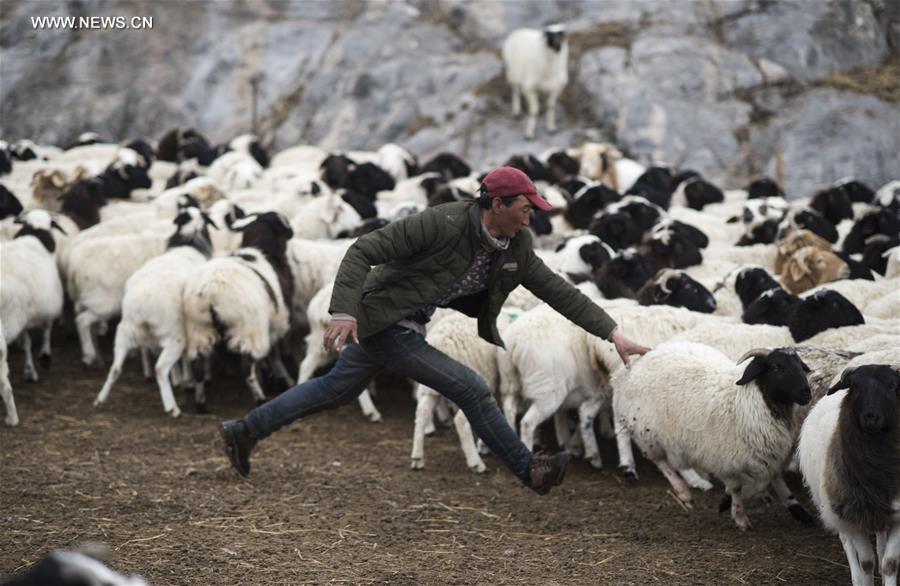 Bayan Bulag grassland in Xinjiang enters into busiest breeding season(1/10)