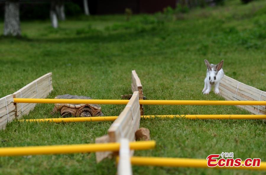 Rabbit, tortoise tie in real-life race (1/6)
