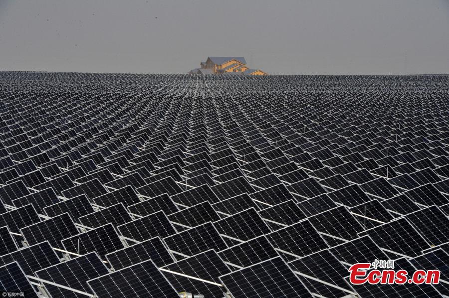 Plants thrive along with solar power project (1/3)